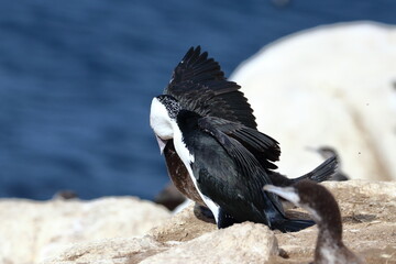 black-faced shag