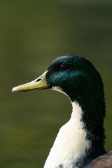 Mallard duck with a white throat