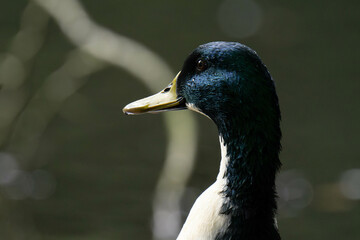 Mallard duck with a white throat