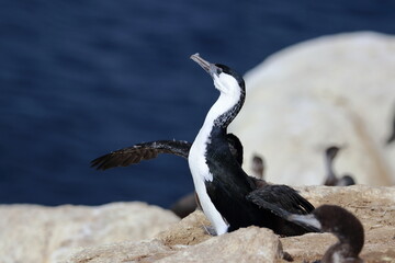 black-faced shag