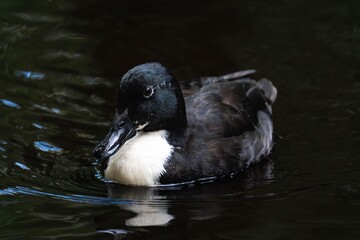 Mallard duck with a white throat