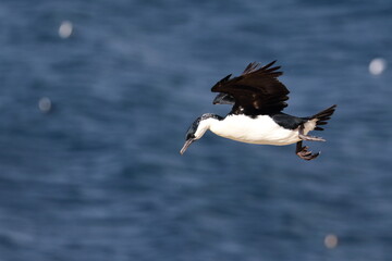 black-faced shag