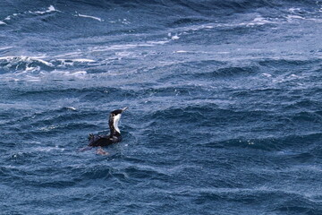 black-faced shag