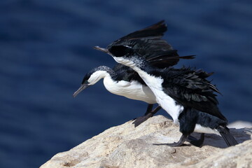 black-faced shag