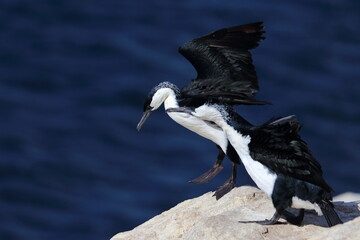 black-faced shag