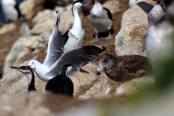 black-faced shag