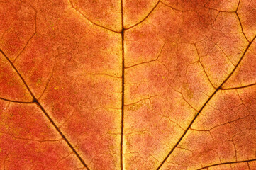 Macro photography of the texture of an autumn maple leaf. Close-up. Completely in focus.