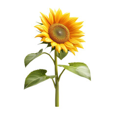 Obraz premium Sunflower with large green leaves, summer bloom element, 3D digital render, vibrant yellow and green hues, isolated on white background. 