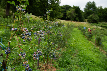 Obraz premium Expansive Blueberry Farm Dedicated to Producing Fresh and Healthy Fruit.