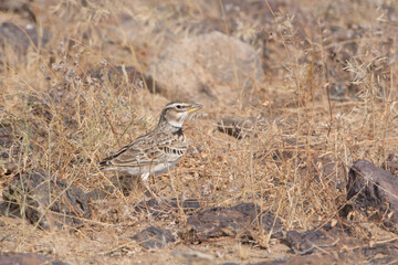 bimaculated lark or Melanocorypha bimaculata at desert national park, Rajasthan