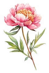 Elegant watercolor pink peony illustration
