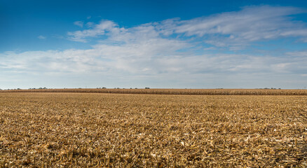panoramic view of corn field, stubble after corn harvest with beautiful sky