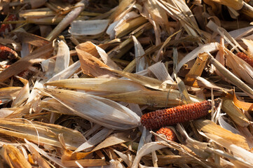 dew drops on cobs and husks close up in the field after harvesting corn,