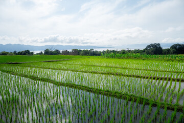 rice field