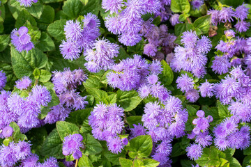 Beautiful flowers of flossflower, blue mink or blueweed (Ageratum houstonianum)