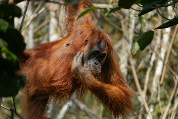 Orangutan © raph