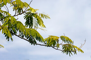 A branch of the pink silk tree
