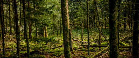 Forest, tree trunks and canope in Dutch Veluwe park region in Emst