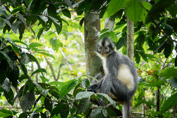 Thomas leaf monkey