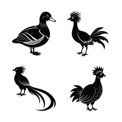 Some beautiful wild birds