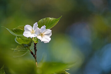 white cherry blossom