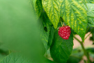 Hand Picking Fresh, Ripe Raspberries in a Sunlit Garden.