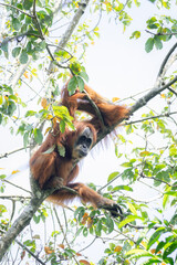 Orangutan © raph