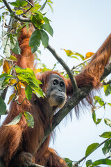 Orangutan © raph