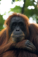 Orangutan portrait