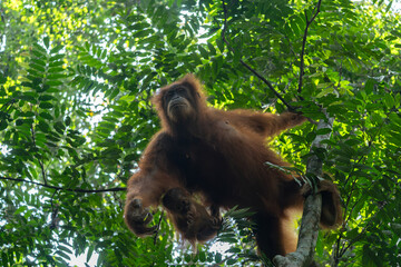 Orangutan Mother and child © raph