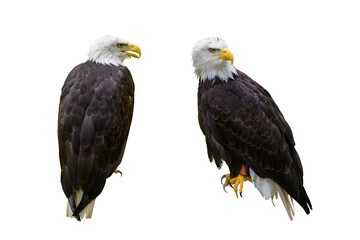 sitting bald eagle isolated on white background