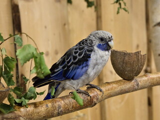 Rosella parrot(Platycercus elegans) colorful parrot sitting on a branch, black and blue grey parrot
