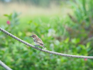 The whinchat (Saxicola rubetra) small colorful bird