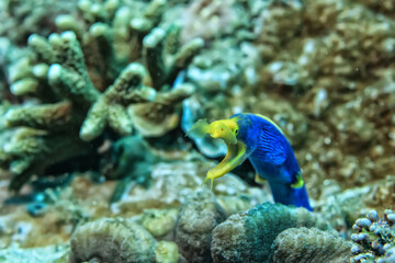 ribbon moray eel fish reef tropical sea background