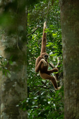 Gibbon