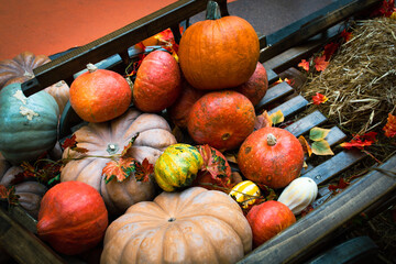 Large orange pumpkins in a wooden cart.. Big harvest concept, thanksgiving, halloween with space for text.