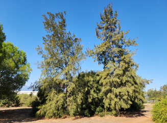 Fototapeta premium Coastal she-oak, horsetail she-oak, ironwood, beach sheoak, beach casuarina, whistling tree or Australian pine (Casuarina equisetifolia) trees in a city park in Mediterranean region in autumn 