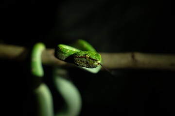 Green Viper