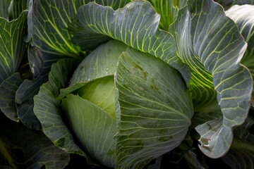 Obraz premium Close-up of young, green cabbage in a field.