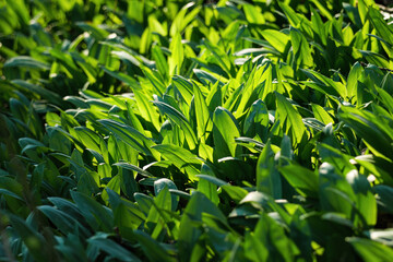 Baerlauch im stimmungsvollen Sonnenlicht im Wald 