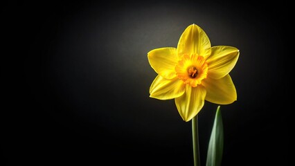 Yellow daffodil isolated on black background with copy space and forced perspective © Sayfar