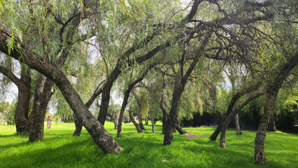 Peruvian pepper trees (Schinus molle) in a city park in Antalya in autumn