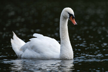 Swan male cob swimming in the water