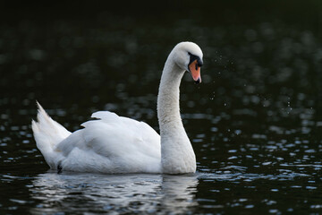 Fototapeta premium Swan male cob swimming in the water