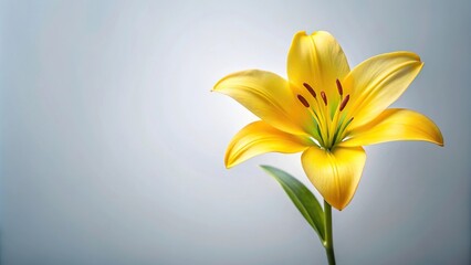 Yellow lily isolated on white background
