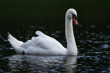 Fototapeta premium Swan male cob swimming in the water