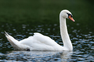 Swan male cob swimming in the water