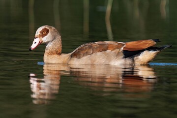 Egyptian goose swimming in the water in the sunlight