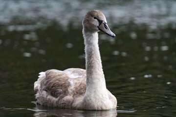 Swan cygnet swimming on the water