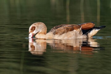 Egyptian goose swimming in the water in the sunlight